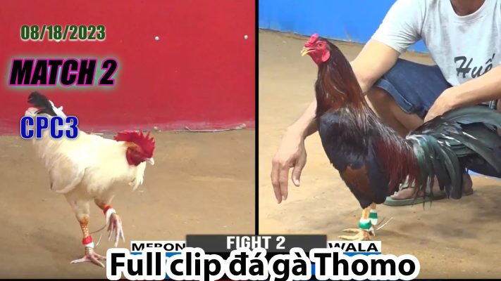 CPC3- TRẬN 2| đá gà Thomo | 08/18/2023