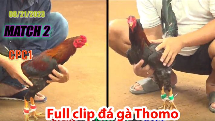 CPC1- TRẬN 2| đá gà Thomo | 08/21/2023