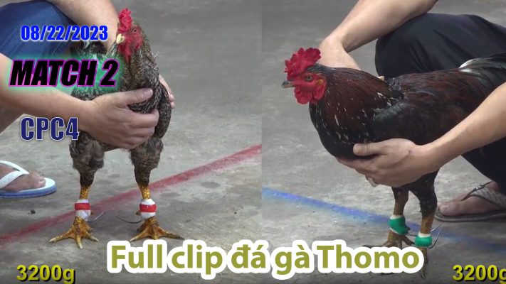 CPC4- TRẬN 2| đá gà Thomo | 08/22/2023