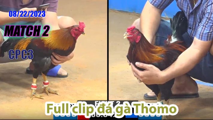 CPC3- TRẬN 2| đá gà Thomo | 08/22/2023