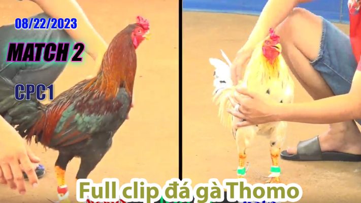 CPC1- TRẬN 2| đá gà Thomo | 08/22/2023