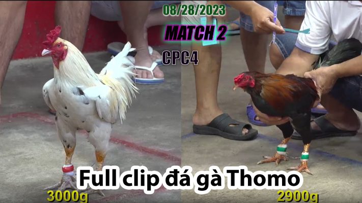 CPC4- TRẬN 2| đá gà Thomo | 08/28/2023