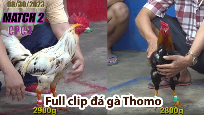 CPC4- TRẬN 2| đá gà Thomo | 08/30/2023