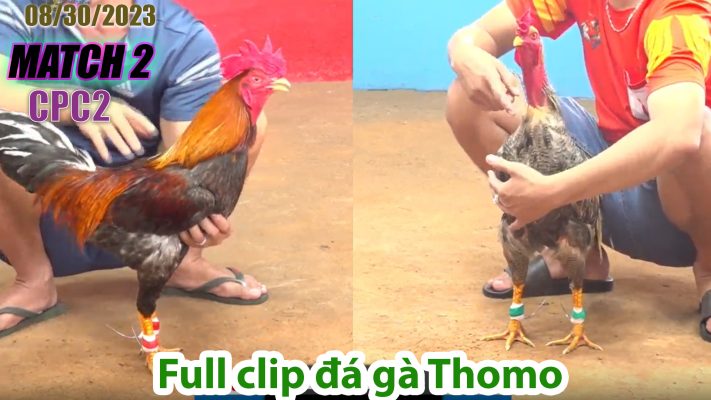 CPC2- TRẬN 2| đá gà Thomo | 08/30/2023