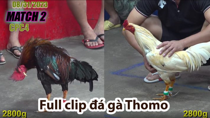 CPC4- TRẬN 2| đá gà Thomo | 08/31/2023