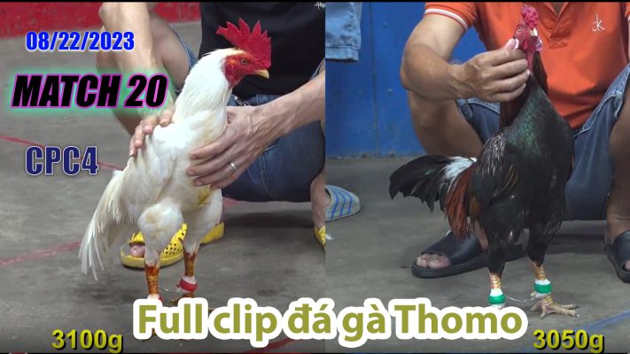 CPC4- TRẬN 20 | đá gà Thomo | 08/22/2023