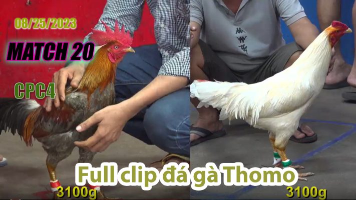 CPC4- TRẬN 20 | đá gà Thomo | 08/25/2023