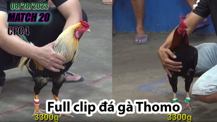 CPC4- TRẬN 20| đá gà Thomo | 08/28/2023