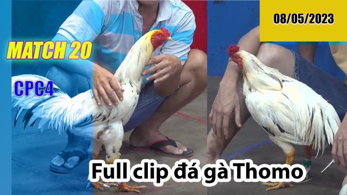 CPC4- TRẬN 20 | đá gà Thomo | 08/05/2023