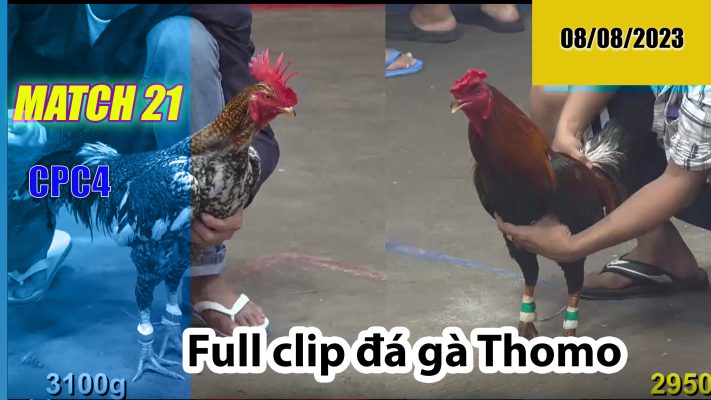 CPC4- TRẬN 21 | đá gà Thomo | 08/08/2023