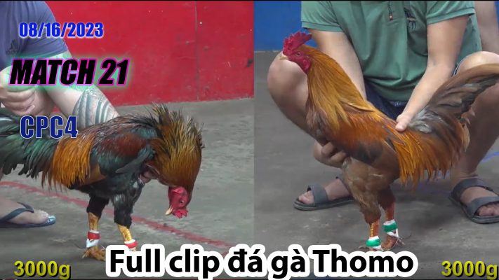 CPC4- TRẬN 21 | đá gà Thomo | 08/16/2023