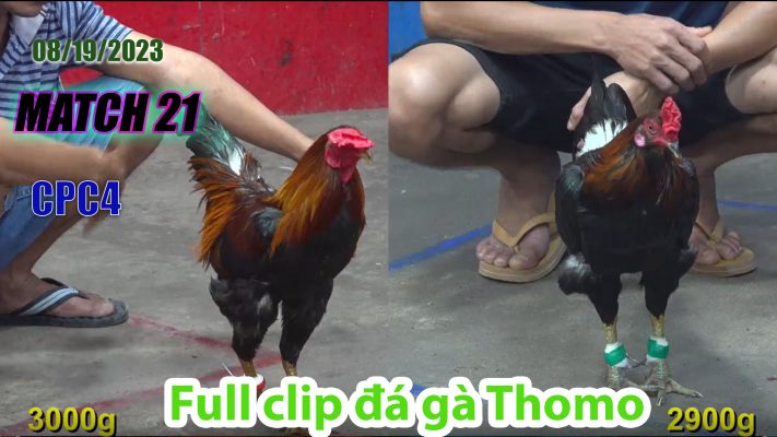 CPC4- TRẬN 21 | đá gà Thomo | 08/19/2023