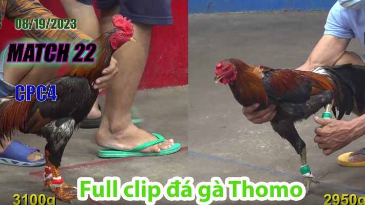 CPC4- TRẬN 22| đá gà Thomo | 08/19/2023