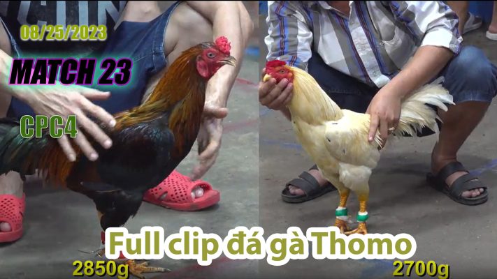 CPC4- TRẬN 23 | đá gà Thomo | 08/25/2023