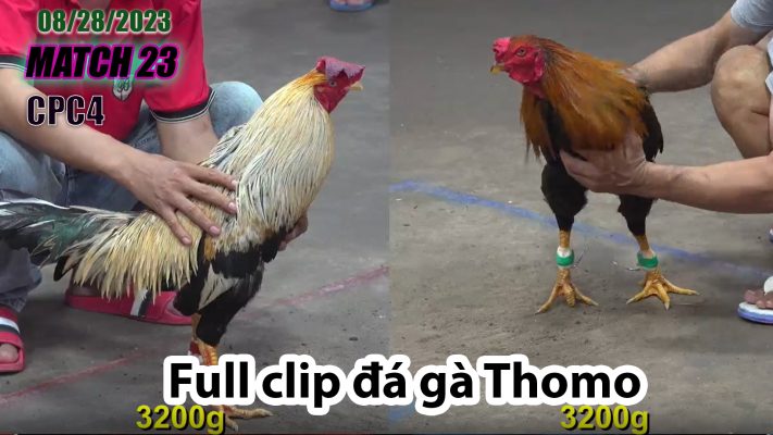 CPC4- TRẬN 23 | đá gà Thomo | 08/28/2023