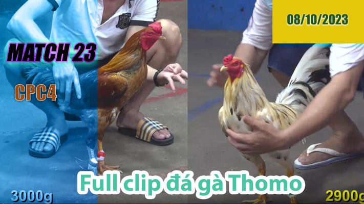 CPC4- TRẬN 23| đá gà Thomo | 08/10/2023