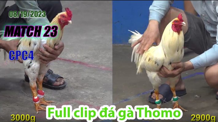 CPC4- TRẬN 23| đá gà Thomo | 08/19/2023