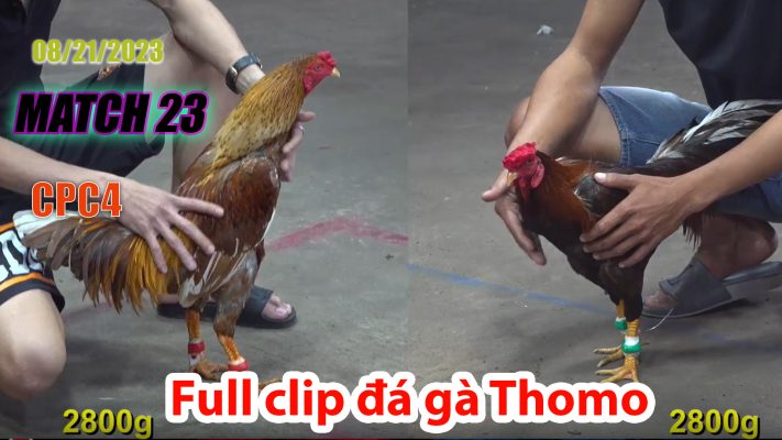 CPC4- TRẬN 23| đá gà Thomo | 08/21/2023