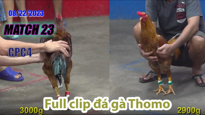 CPC4- TRẬN 23| đá gà Thomo | 08/22/2023