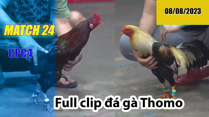 CPC4- TRẬN 24 | đá gà Thomo | 08/08/2023