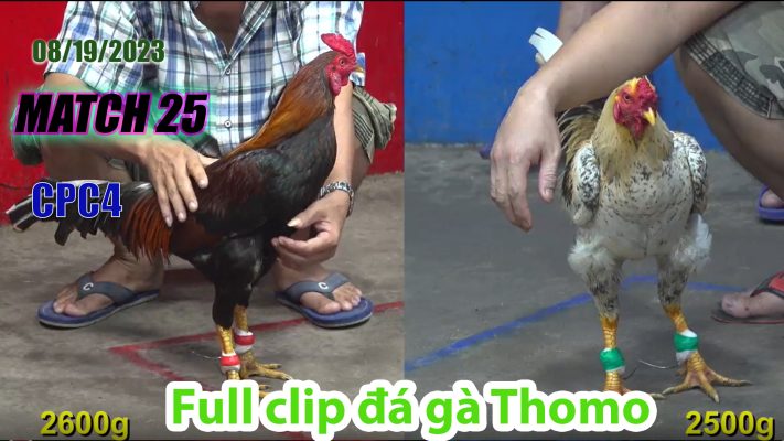 CPC4- TRẬN 25 | đá gà Thomo | 08/19/2023