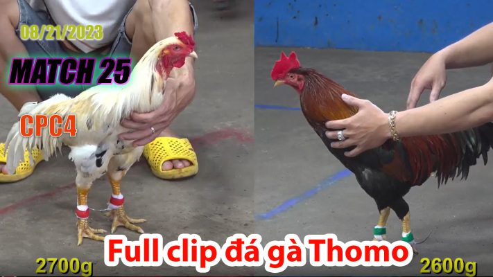 CPC4- TRẬN 25| đá gà Thomo | 08/21/2023