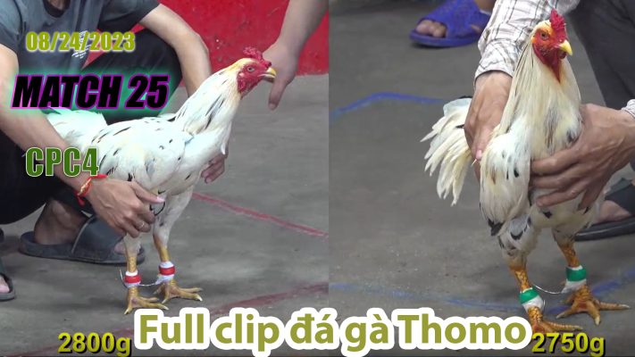 CPC4- TRẬN 25| đá gà Thomo | 08/24/2023