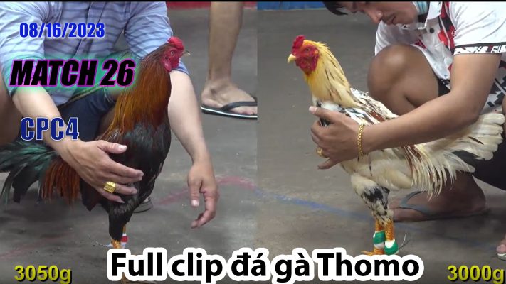 CPC4- TRẬN 26| đá gà Thomo | 08/16/2023