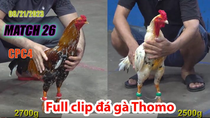 CPC4- TRẬN 26| đá gà Thomo | 08/21/2023