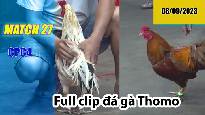 CPC4- TRẬN 27| đá gà Thomo | 08/09/2023