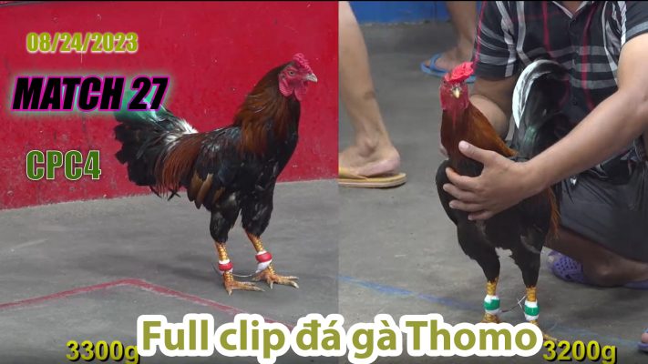 CPC4- TRẬN 27| đá gà Thomo | 08/24/2023