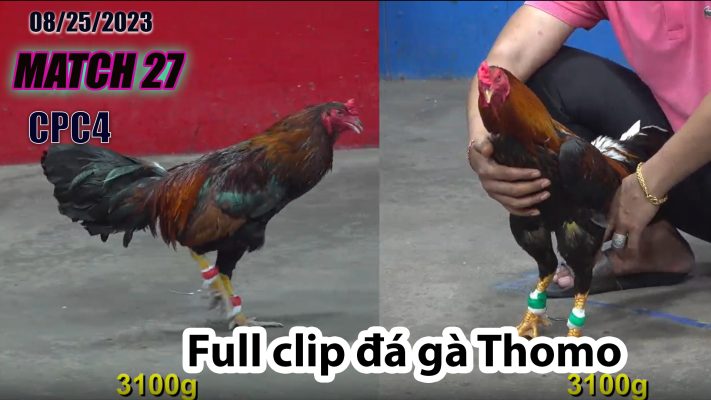 CPC4- TRẬN 27 | đá gà Thomo | 08/25/2023