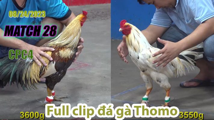 CPC4- TRẬN 28 | đá gà Thomo | 08/24/2023