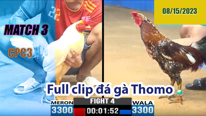 CPC3- TRẬN 3 | đá gà Thomo | 08/15/2023