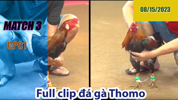 CPC1- TRẬN 3 | đá gà Thomo | 08/15/2023