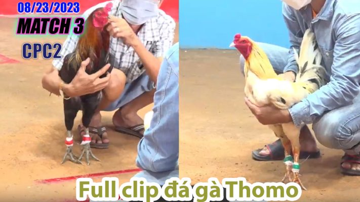 CPC2- TRẬN 3| đá gà Thomo | 08/23/2023