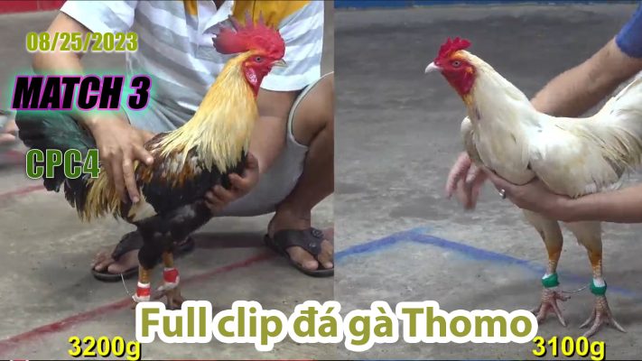 CPC4- TRẬN 3 | đá gà Thomo | 08/25/2023