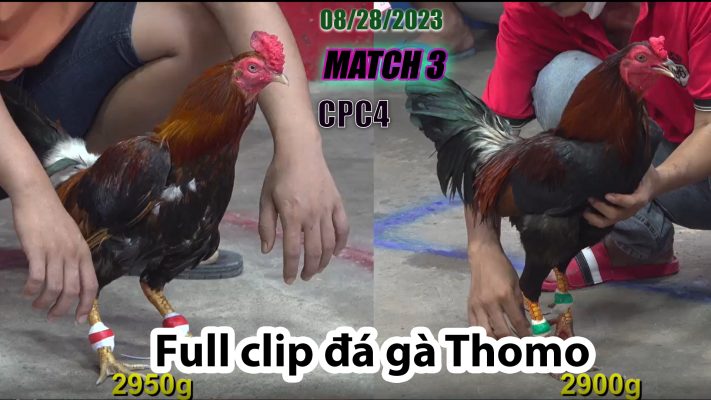 CPC4- TRẬN 3| đá gà Thomo | 08/28/2023