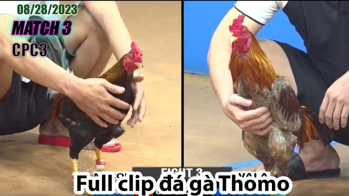 CPC3- TRẬN 3| đá gà Thomo | 08/28/2023