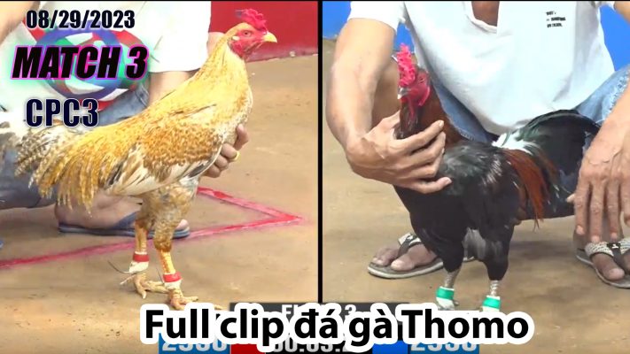 CPC3- TRẬN 3| đá gà Thomo | 08/29/2023