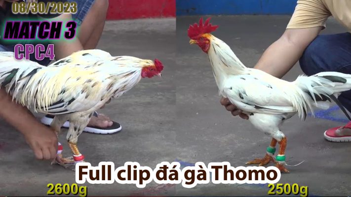 CPC4- TRẬN 3| đá gà Thomo | 08/30/2023