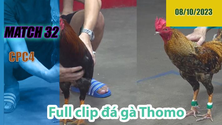 CPC4- TRẬN 32| đá gà Thomo | 08/10/2023