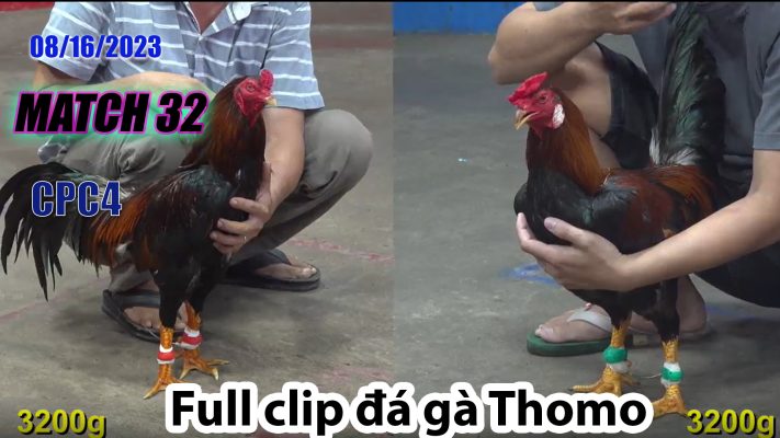 CPC4- TRẬN 32| đá gà Thomo | 08/16/2023