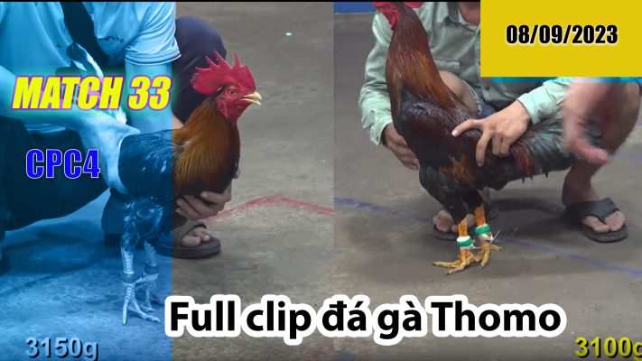 CPC4- TRẬN 33| đá gà Thomo | 08/09/2023