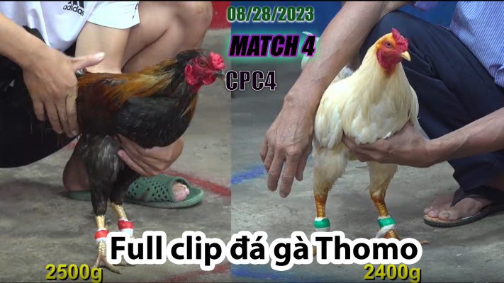 CPC4- TRẬN 4| đá gà Thomo | 08/28/2023