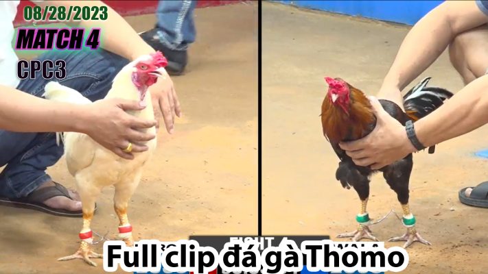 CPC3- TRẬN 4| đá gà Thomo | 08/28/2023