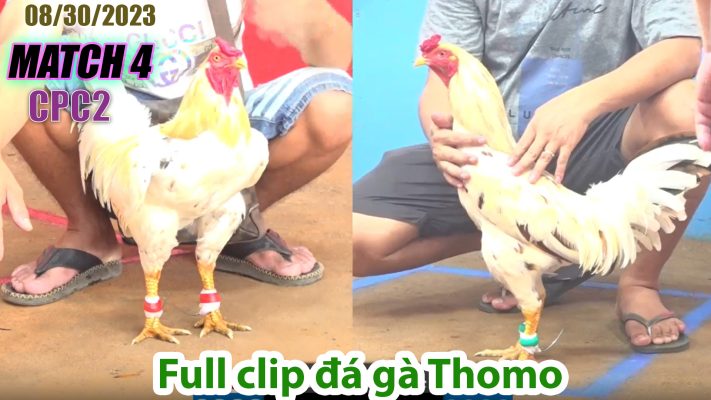 CPC2- TRẬN 4| đá gà Thomo | 08/30/2023