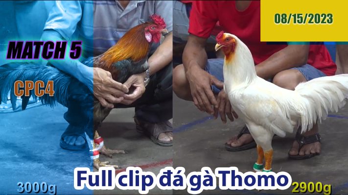 CPC4- TRẬN 5| đá gà Thomo | 08/15/2023