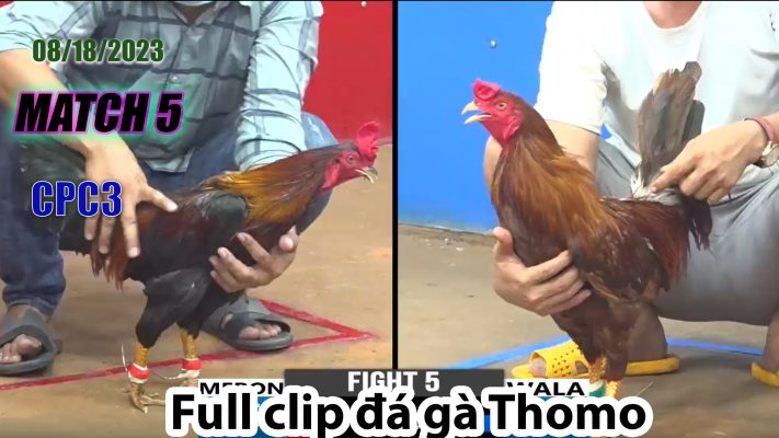 CPC3- TRẬN 5| đá gà Thomo | 08/18/2023