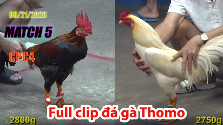 CPC4- TRẬN 5 | đá gà Thomo | 08/21/2023